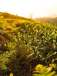 蓝导入囗收录最全面的：资讯汇聚，智选未来——打造全网信息新航标