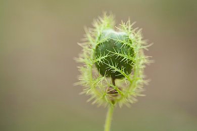 花季传媒v3.1.0黄：传媒软件升级震撼来袭：花季平台焕新界面，直播互动引领潮流-4