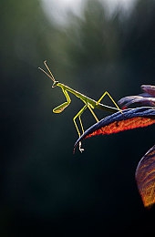 校花自慰：校园解谜奇遇，校花线索解锁神秘校园之谜-4